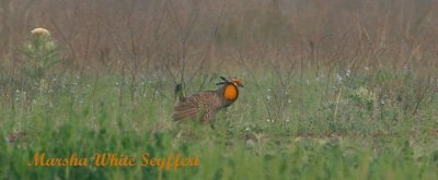 Attwater's Prairie Chicken - 5858W.jpg