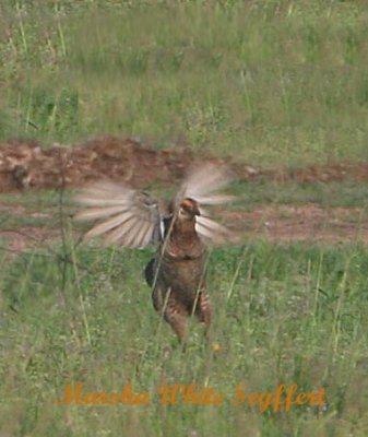 5Attwater's Prairie Chicken - 790E.jpg