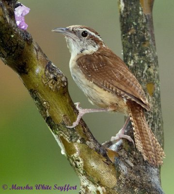 Carolina-Wren-15EW.jpg