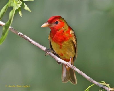  Boy Scout Woods Bird Sanctuary - High Island, Texas