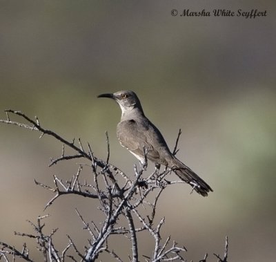 Curve-billed Thrasher - 8432EW.jpg