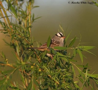 White-crowned Sparrow - 8605EW.jpg