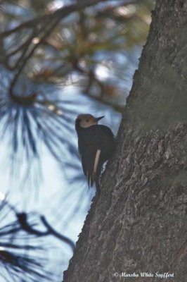 White-headed Woodpecker - 9145EW.jpg