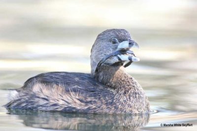 Pied-billed Grebe 9325EW.jpg