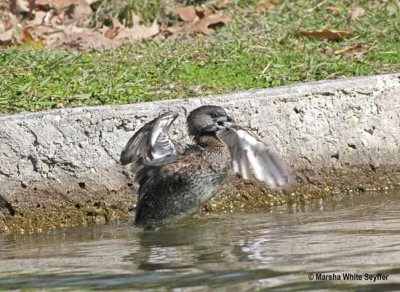 Pied-billed Grebe 9230EW.jpg