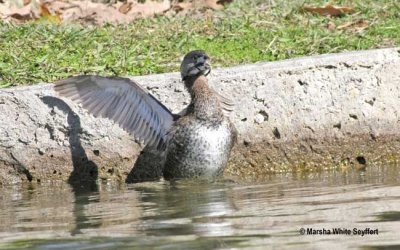 Pied-billed Grebe 9228EW.jpg