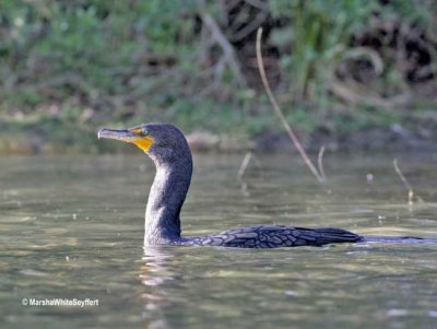 Double-crested Cormorant 0685EW.jpg