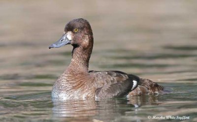 Lesser Scaup 9406EW.jpg