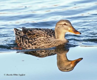 Mallard - Female 8124EW1.jpg