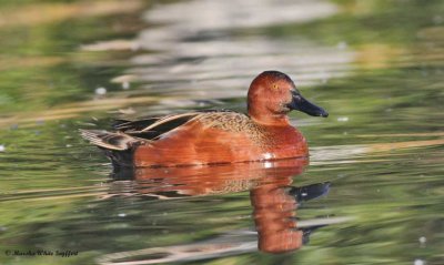 Cinnamon Teal 8194EW1.jpg