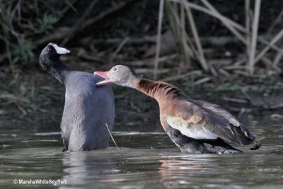 Black-bellied Whistling Duck - American Coot 0670EW1.jpg