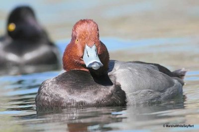 Redhead Duck 9301EW.jpg