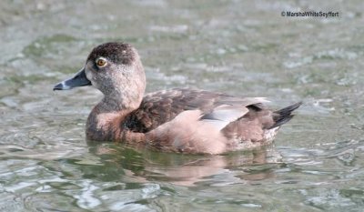 Ring-necked Duck - Female 0232EW.jpg