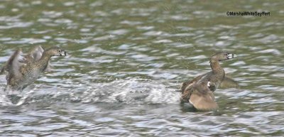 Pied-billed Grebe 0440EW.jpg