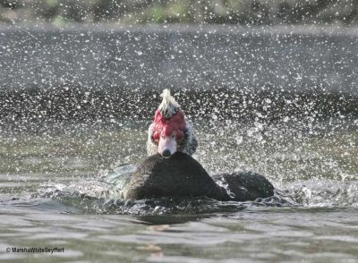 Muscovy Duck 0835EW.jpg