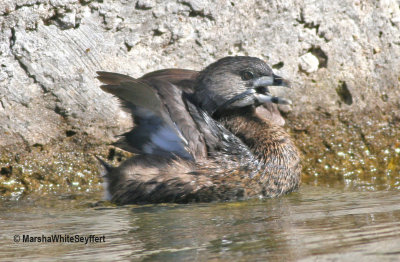 Pied-billed Grebe  9231EW.jpg