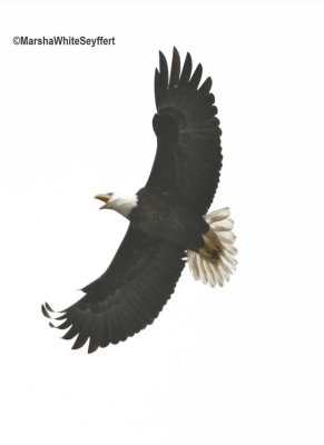 Bald Eagle 3524EW.jpg