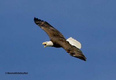 Bald Eagle 1729EW.jpg
