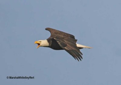 Bald Eagle 1613FEW.jpg