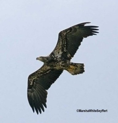 Bald Eagle 5050EW.jpg