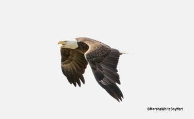 Bald Eagle 5291EW.jpg