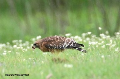 Red-shouldered Hawk  5832EW.jpg