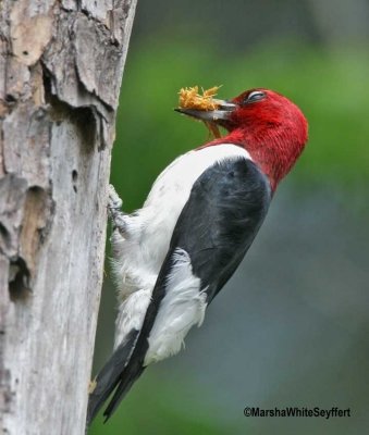 Red Headed Woodpecker 8795EW.jpg