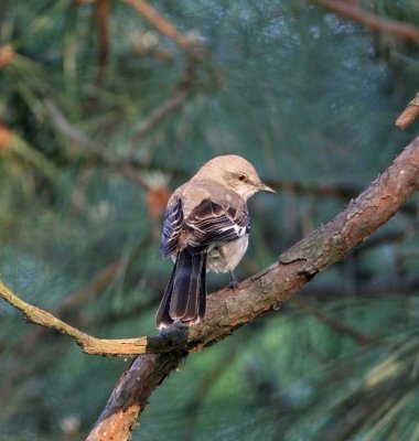 Northern Mockingbird 1112EW.jpg