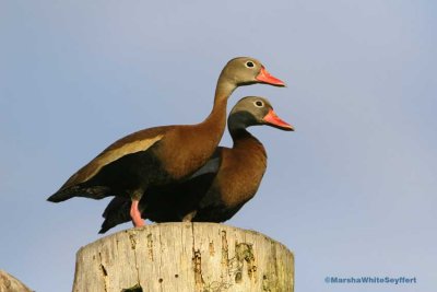 Black-bellied Whistling Duck 1206EW.jpg