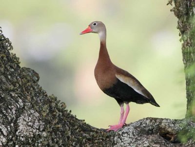 Black-bellied Whistling Duck 1293EW.jpg