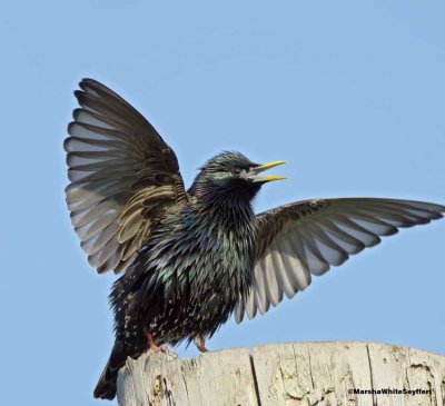 European Starling - Sturnus vulgaris