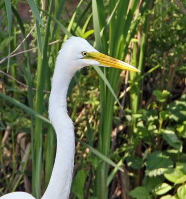 Great Egret 1669EW.jpg