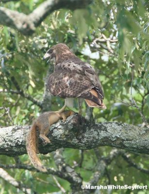 Red-tailed Hawk 8552EW.jpg
