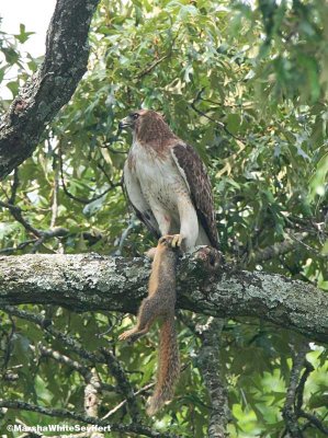 Red-tailed Hawk 8815EW.jpg