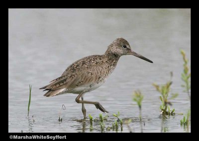 Western Sandpiper 3166EW.jpg