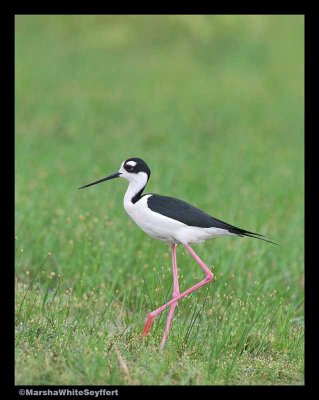 Black-necked Stilt