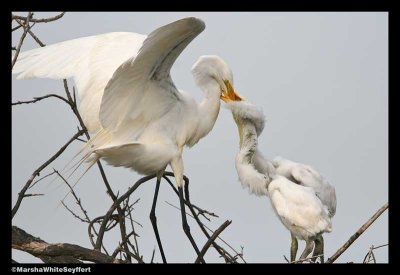 White Egret2592EW.jpg