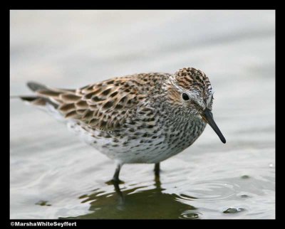 White-remped Sandpiper 2867EW.jpg