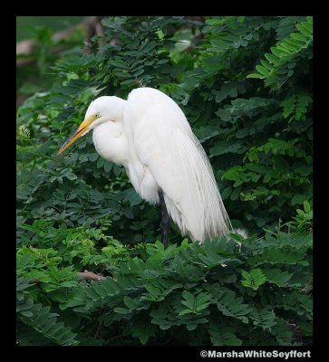 White Egret 2711EW.jpg