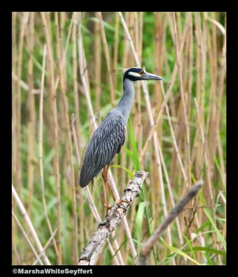 Yellow-crowned-night Heron 154EW.jpg