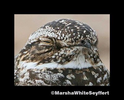 Common Nighthawk