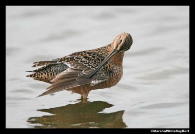 Long-billed Dowitcher 2854EW.jpg