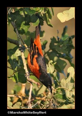 Orchard Oriole - 3560EW.jpg