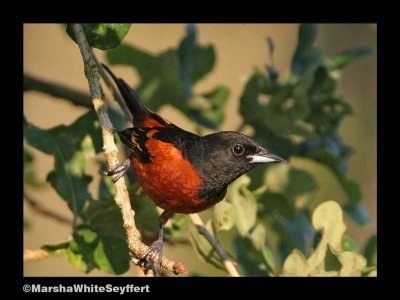 Orchard Oriole - Icterus spurius