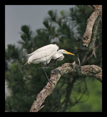 Great Egret 6065EW.jpg