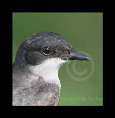 Eastern Kingbird 6078EW.jpg