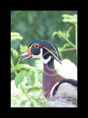 Wood Duck 6094EW.jpg