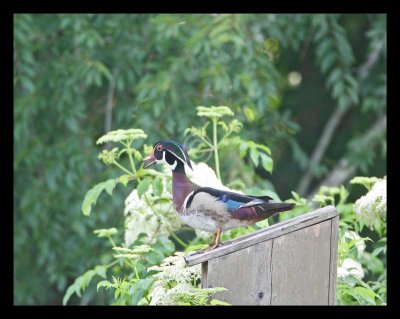 Wood Duck 6096EW.jpg