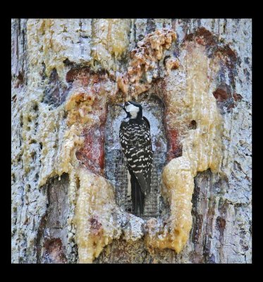 Red-cockaded Woodpecker - Picoides borealis