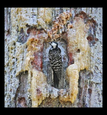 Red-cockaded Woodpecker 5906EWC.jpg